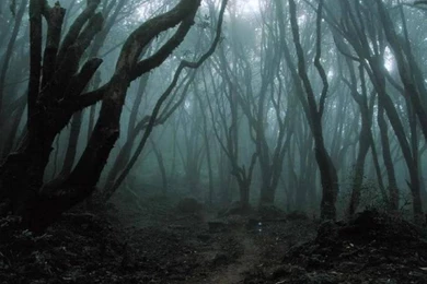 Dark Forest Wallpapers (