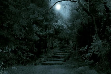 FULL MOON IN A DARK FOREST WALLPAPER (