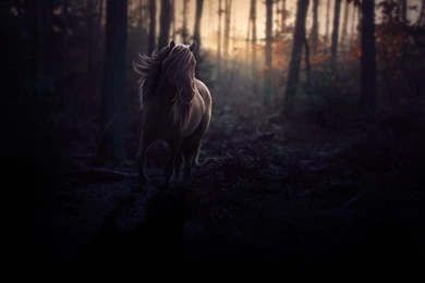 Horse In The Dark Forest Digital Art Hd Wallpapers 1920×1200 7540 ...