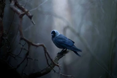 Angry Birds Dark Forest Hd Wallpapers