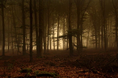 Dark Forest Wallpapers 35 Free Hd Wallpapers Hdnaturewall.com