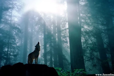 Dark Forest Wolf (id: 100668) – BUZZERG