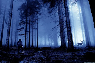 Awesome Dark Forest Wallpapers