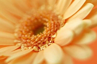 Flori Flower Samsung Galaxy S4 S5 Wallpapers HD 1080x1920