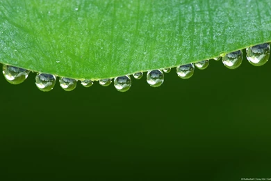 Droplets On A Leaf HQ Wallpapers 1920x1200