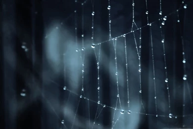 1920x1080 Water Droplets On Spider Web Desktop PC And Mac Wallpapers