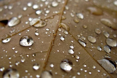 iPad Wallpaper: Leaf And Water Droplets