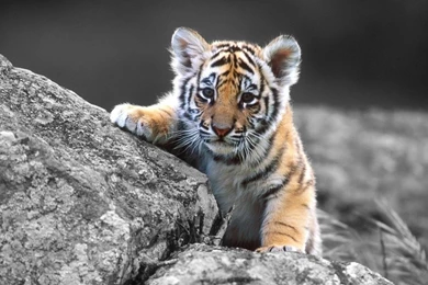 HQ Cute Animated Boy Tiger Wallpapers