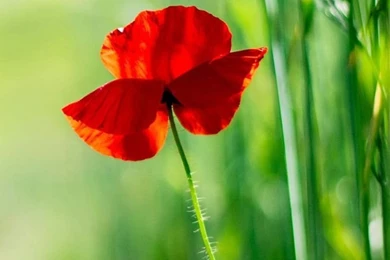 Free Smartphone Wallpapers — Crafthubs