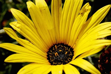 Free Yellow Gazania Computer And Smartphone Wallpapers For June ...