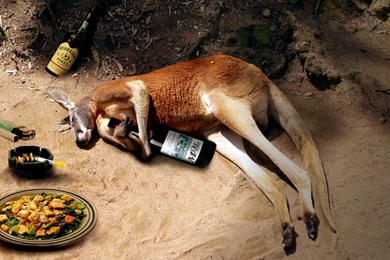 Download Funny Kangaroo Wallpapers 1024x768