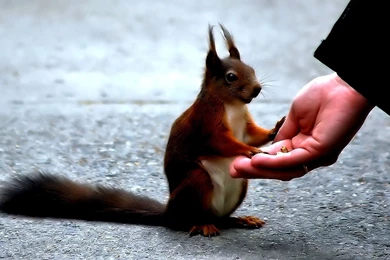Squirrels Thank Hand Squirrel Scenery Funny 5423 Full Hd Animal ...