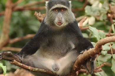 Download Wallpapers 1920x1080 Africa, Monkey, Tree, Sitting, Funny ...