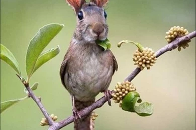 Most Funny Full HD Wallpapers Free Download