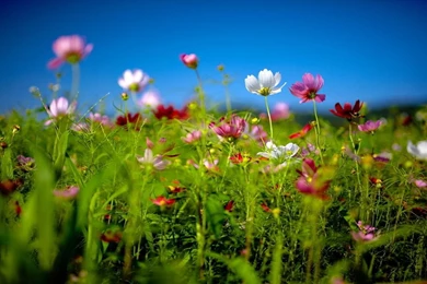 Flower Image Wallpapers Fwr011 – Wallpaperjosh