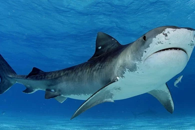 Awesome Shark Wallpapers In Really High Quality