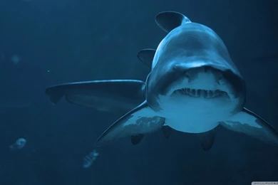 Download Fierce Shark Wallpapers