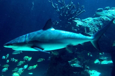 Free Shark Wallpapers   Wallpapers Cave