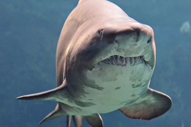 Shark Iphone Wallpapers Hd   ... Shark Pit wrestling Iphone Hd ...