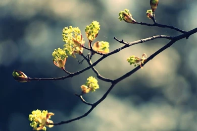 Blossom Twig 2 Mac Wallpapers Download