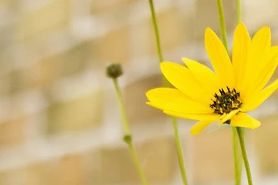 Pretty Little Flowers Mobile Phone Wallpapers HD 1080x1920