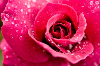 Pretty Wallpapers For Phone Wallpapers   1370466