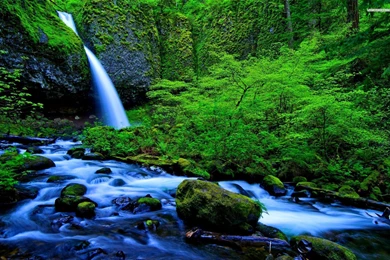 Waterfall And Stream In The Rainforest Wallpapers