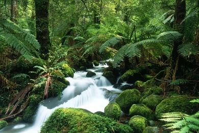 Rainforest Desktop Wallpapers   HD Wallpaper Backgrounds Of Your ...