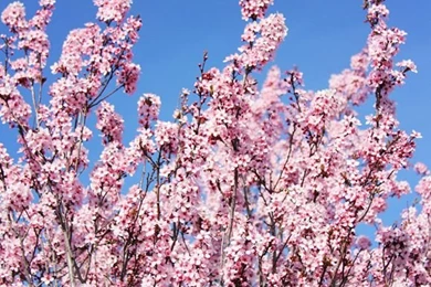 Lovely Clusters   The Pretty Blog Www.lovelyclustersblog.com ...