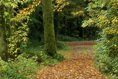 1080x1920 Tree Nature Wallpapers HD