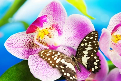 Butterfly Wallpapers   Yorkshire_rose Wallpapers (32242309)   Fanpop