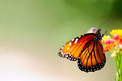 1920x1200px Butterfly Wallpapers