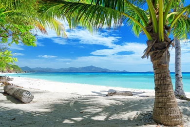 2560x1440 Tropical Beach Under Palms Wallpapers