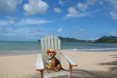 Dogs: Dog Beagle Funny Dogs Beach Chair Spicke En La Playa Desktop ...