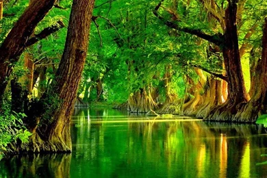 Green Forest Live Wallpapers   Android Apps & Games On Brothersoft.com