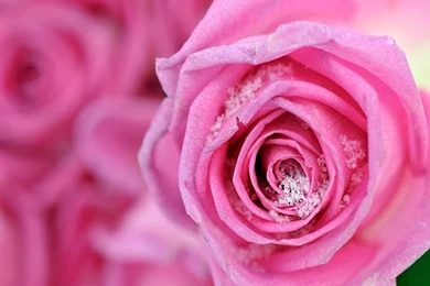 WINDOWS XP Iphone Wallpapers 320x480 Cellphone Hd Wallpapers