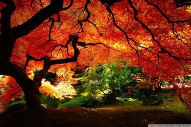 Beautiful Autumn HD Desktop Wallpapers : Mobile : Dual Monitor