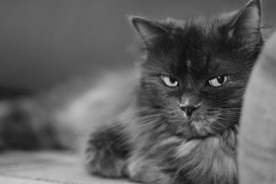 Cat Nasty Look Wallpapers