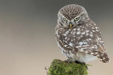 Owl Nasty Look Wallpapers