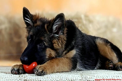 German Shepherd Wallpapers   Wallpapers Cave