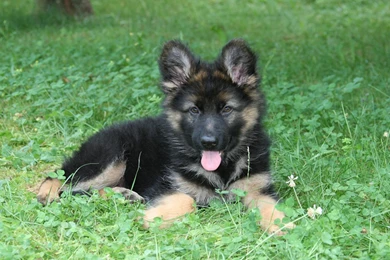 German Shepherd Puppy Wallpapers   , New Wallpapers, New Wallpapers