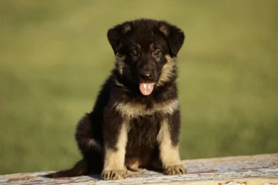 German shepherd puppy