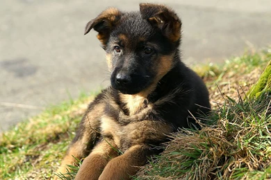 German Shepherd Wallpapers   Wallpapers Cave