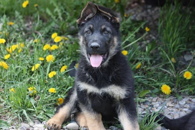 German shepherd puppy