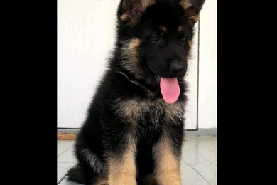 German shepherd puppy