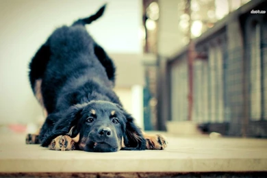 German Shepherd Puppy Wallpapers   Animal Wallpapers