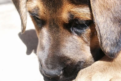 Sad German Shepherd Puppy Photo And Wallpaper. Beautiful Sad ...