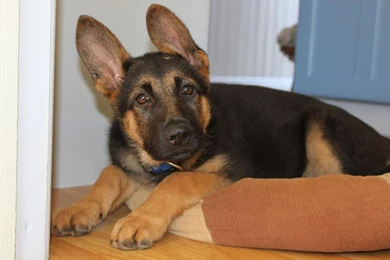 Puppy German Shepherd Wallpapers And Images   Wallpapers, Pictures ...