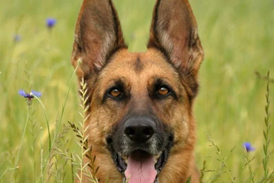 German Shepherd Puppies Wallpapers Hd 23 Desktop Wallpapers ...