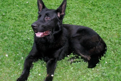 Images For German Shepherd Puppies Wallpapers